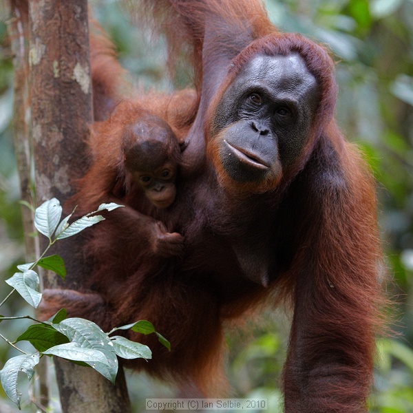Semenggoh Orang Utang Rehabilitation Centre, Sarawak, East Malaysia (Borneo)