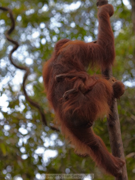 Semenggoh Orang Utang Rehabilitation Centre, Sarawak, East Malaysia (Borneo)