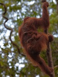 Semenggoh Orang Utang Rehabilitation Centre, Sarawak, East Malaysia (Borneo)