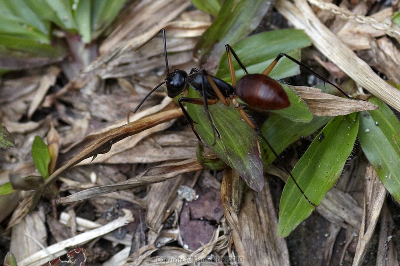 Semenggoh Orang Utang Rehabilitation Centre, Sarawak, East Malaysia (Borneo)